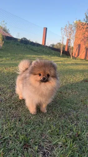 Filhote de Spitz Alemão Macho