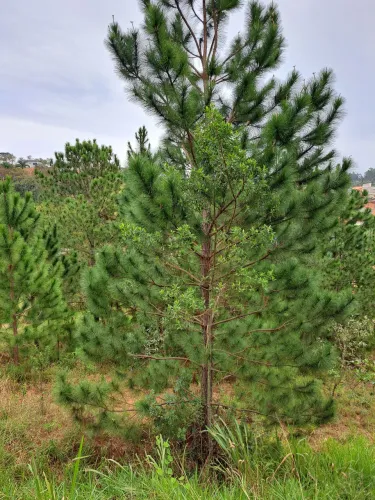 ? TERRENO VAZIO ? 1.000 m² | ALUGUEL ? FRANCO DA ROCHA SP