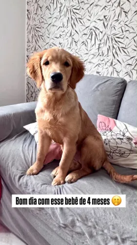 Doando golden fêmea 
