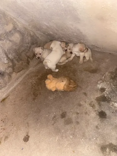 Cachorros