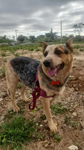 Cão fêmea [Boiadeiro australiano com labrador 