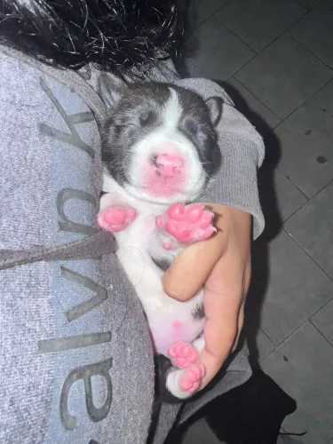 Filhote macho de pitbull 
