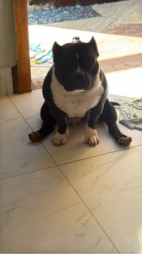 Disponível pra cruzar macho 