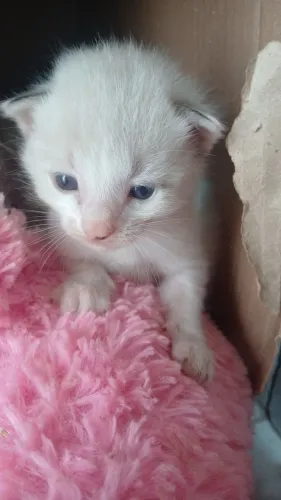 DOA- SE GATOS, TODOS SAUDÁVEIS!