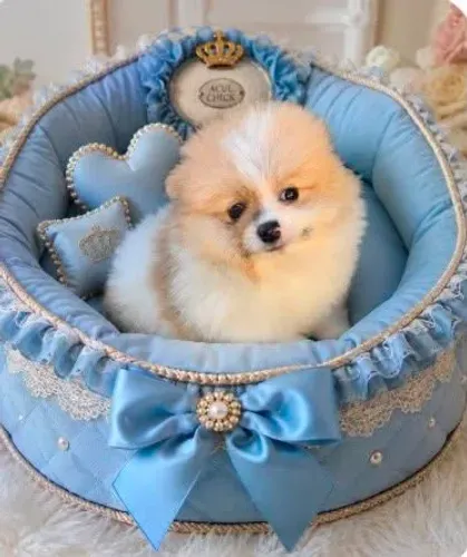 Spitz alemão macho Lulu da Pomerânia
