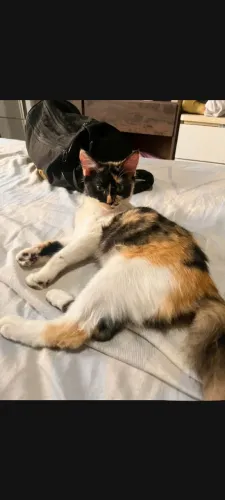 LINDA GATINHA FILHOTE AINDA. DISPONÍVEL PARA ADOÇÃO RESPONSÁVEL!