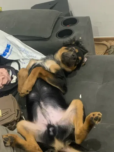 Cachorro pra adoção