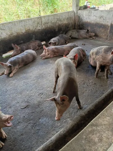 Suínos para Venda - Matrizes, Reprodutor e Fêmeas para Reprodução