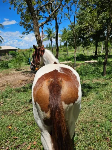 Égua Paint Horse PO