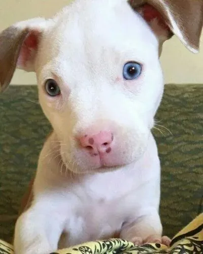 Baby Pitbull/ Pit Monster com olhos azuis e pelagem densa
