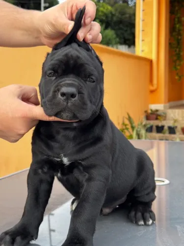 Filhotes Cane Corso Puro Com Pedigree Cbkc - Canil Cossato