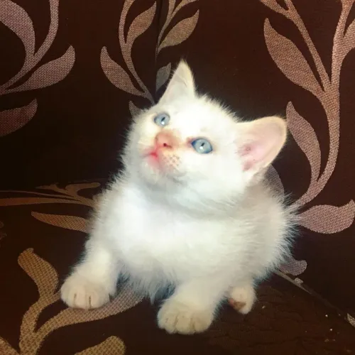 Filhotes Red Point - 2 meses - Pais no local - Entregamos