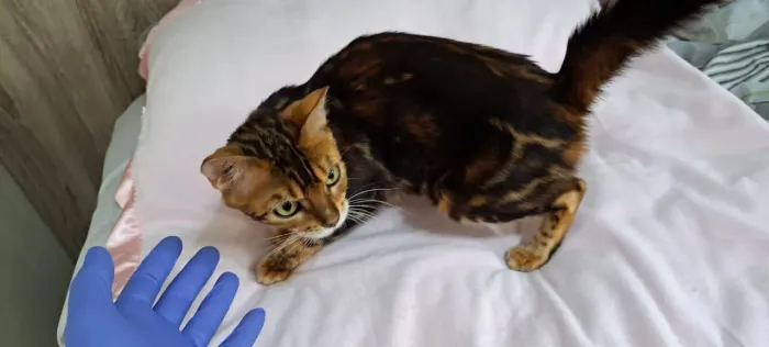 Femea de bengal