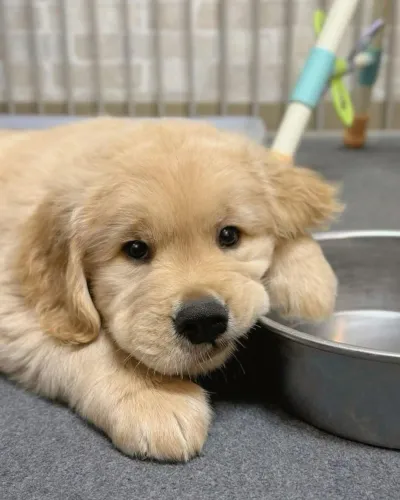 Filhotes de Golden retriever | Peludinhos encantadores!