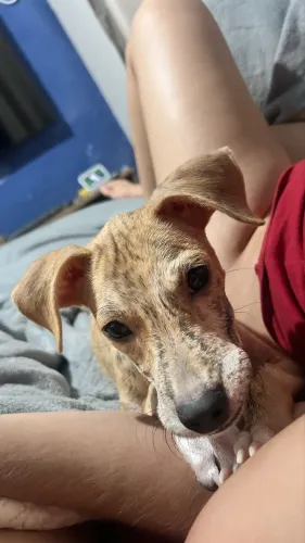 Doando esse cachorrinho