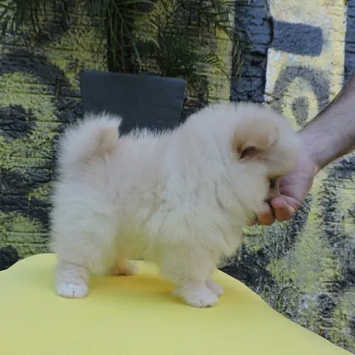 Spitz alemão O tipo de companhia que chama atenção naturalmente