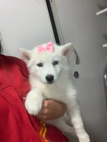 Vendo Filhotes de Husk Siberiano wolly