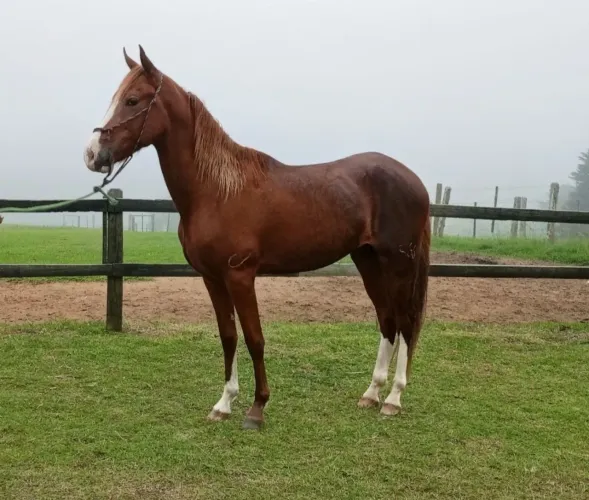 Garanhão Reprodutor Mangalarga Marchador