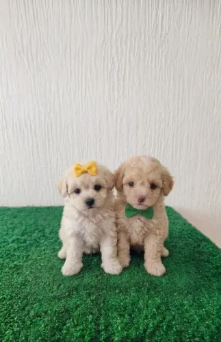 Filhotes de Poodle Toy