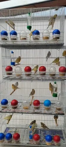 Gaiolas
