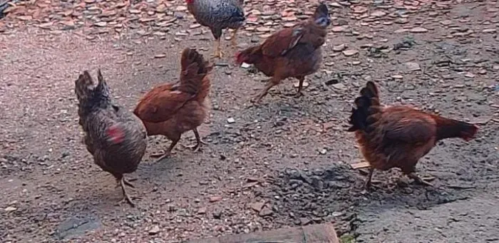 Galinhas e galo