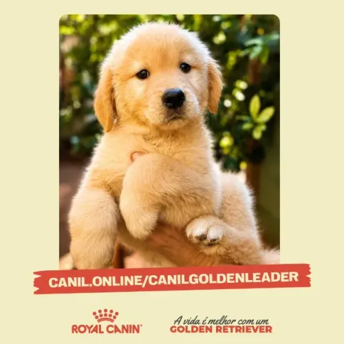Frodo, filhote Golden Retriever pronto para nova família - Uberlândia