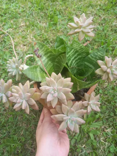 Vaso com plantas