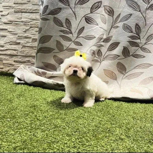 Shih Tzu brincalhão 