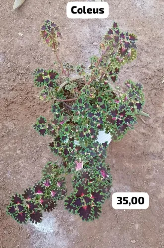 Plantas ornamentais