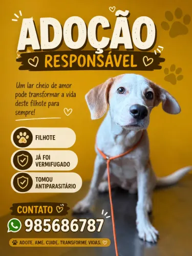 Adoção responsável - caozinho macho filhote