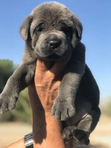 Cane Corso Um coração que se entrega com calma