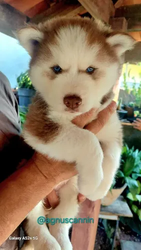 Husky Siberiano - Filhotes c/ Procedência e Garantia 