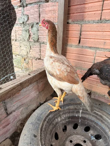 Galinhas índias