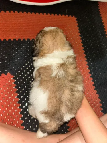 Shihtzu