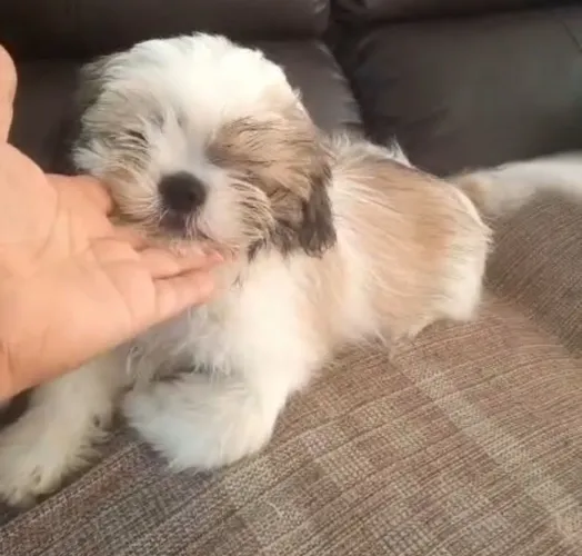 Vendo cachorro da raça shih tzu.