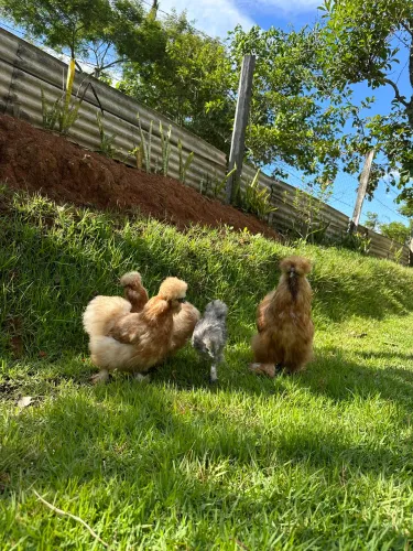 Pintinhos de sedosa e Belgian