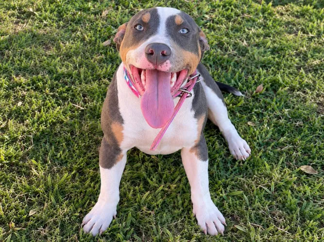 Vendo cadela American Bully