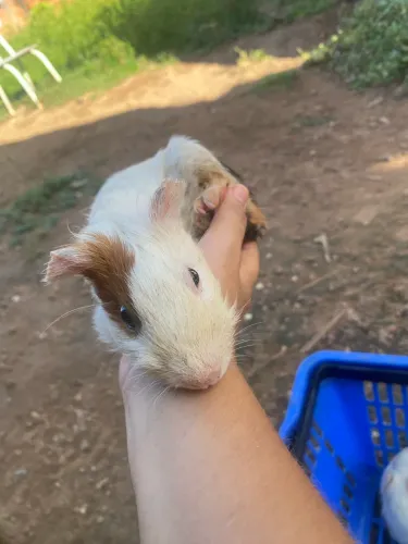 Porquinho da índia 