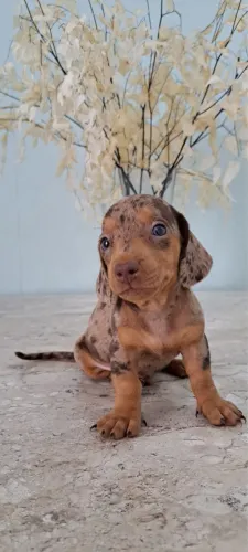 Dachshund arlequim chocolate (Basset salsicha cofap teckel)