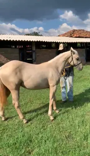 POTRO PALOMINO - QUARTO DE MILHA 