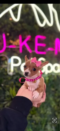 Pinscher belíssima!!!