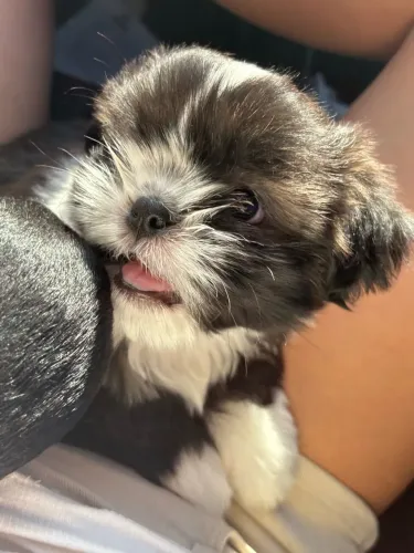 vende se essa linda cachorrinha shitzu fêmea