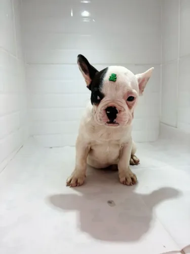 Filhote de bulldog francês o pequeno parceiro cheio de charme