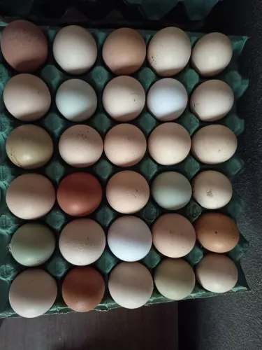 Vendo de ovos caipira