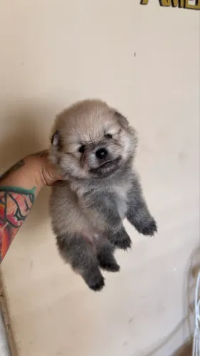 Spitz alemão anão vacinado e com pedigree