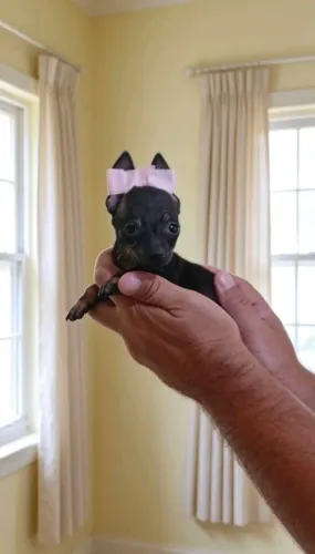 Pinscher Fêmea Super Mini