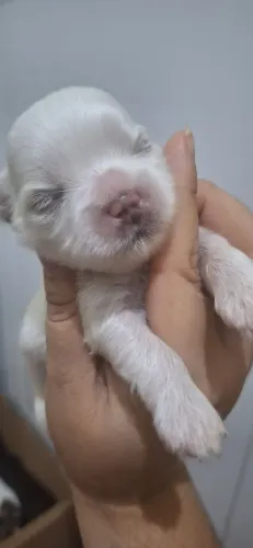 FILHOTES DE SHIH-TZU PUROS DISPONÍVEIS PARA RESERVA