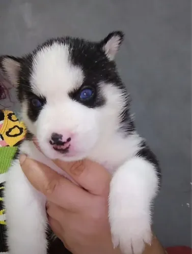 Husky Siberiano filhotes prontos para nova família