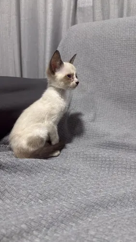 Gatinhos para doação 