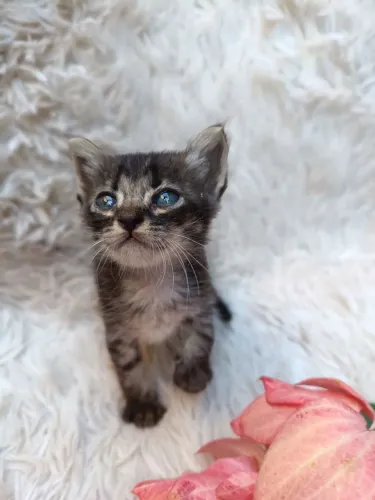 Adoção de Gatinho Tigrado